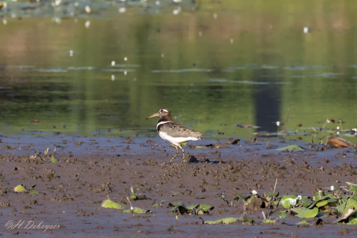 Australian Painted-Snipe - ML611859236