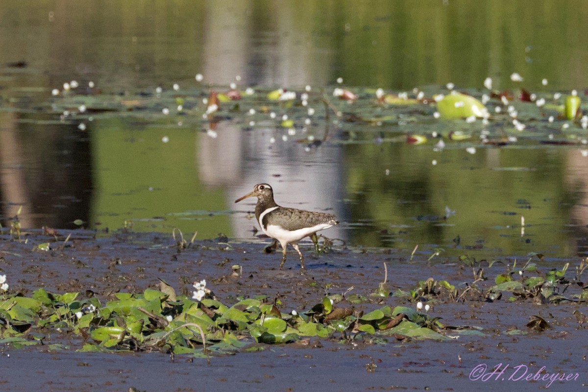 Australian Painted-Snipe - ML611859237