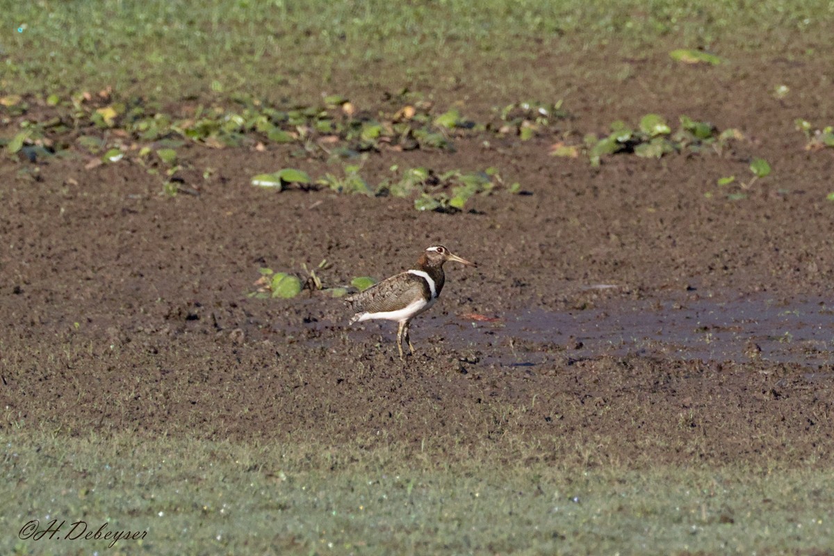 Australian Painted-Snipe - ML611859238