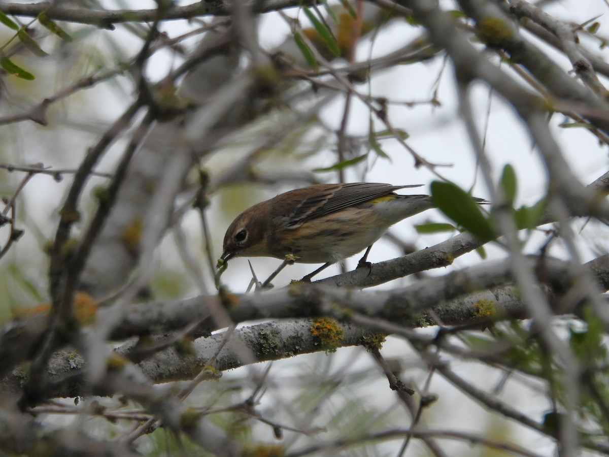 Yellow-rumped Warbler - ML611859302