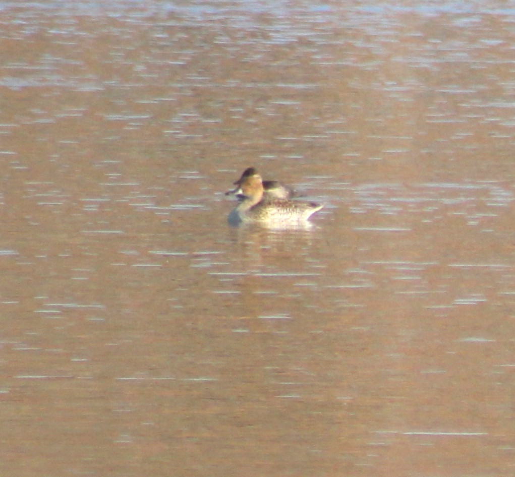 Northern Pintail - ML611859329