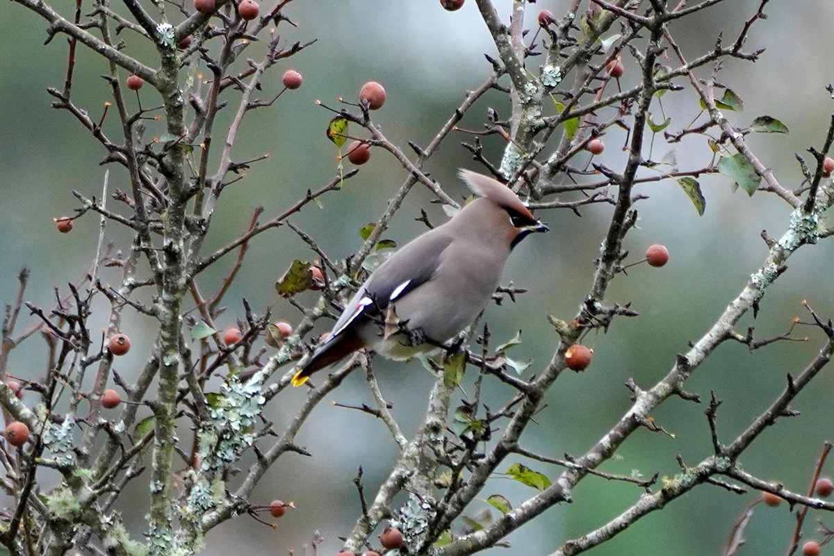 Bohemian Waxwing - ML611859335