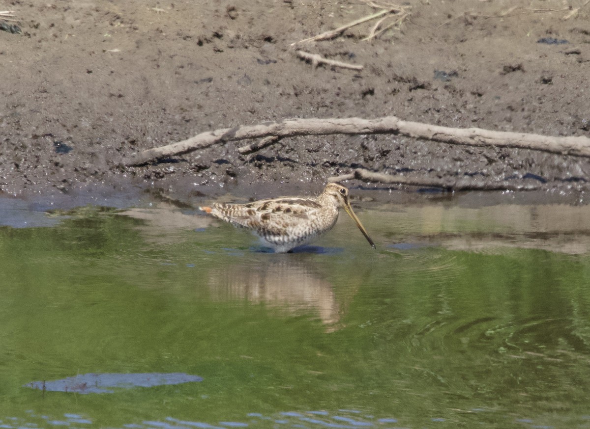 Latham's Snipe - Yvonne van Netten