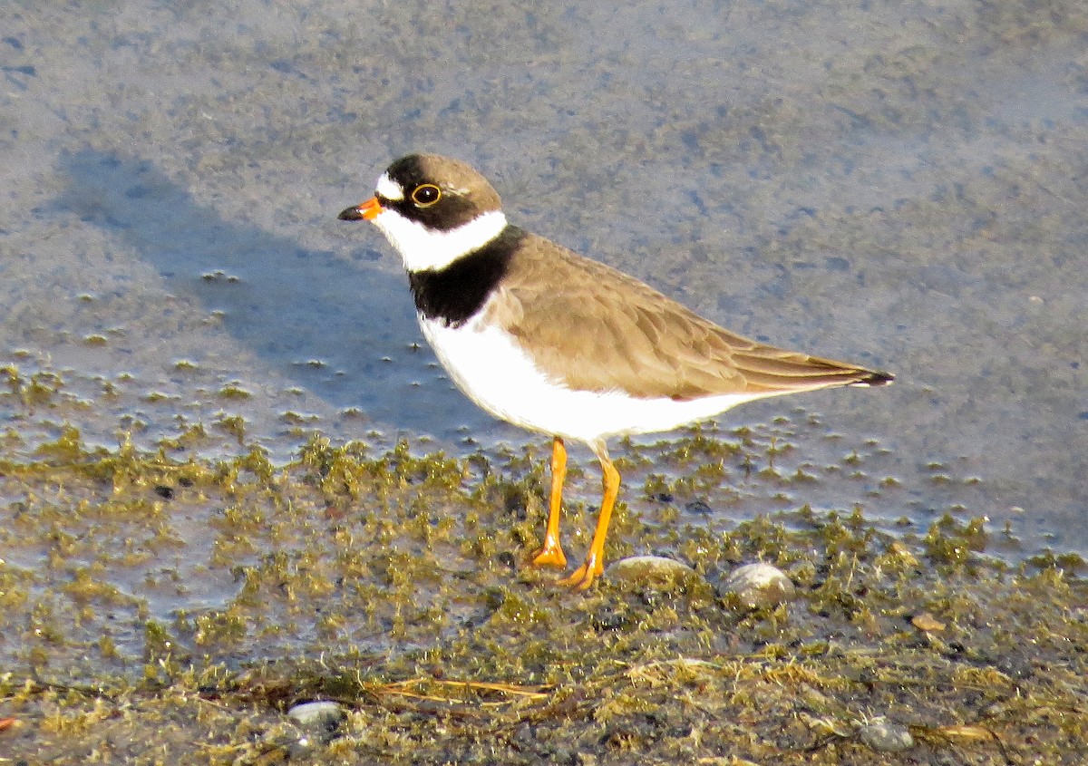 Semipalmated Plover - ML611859447