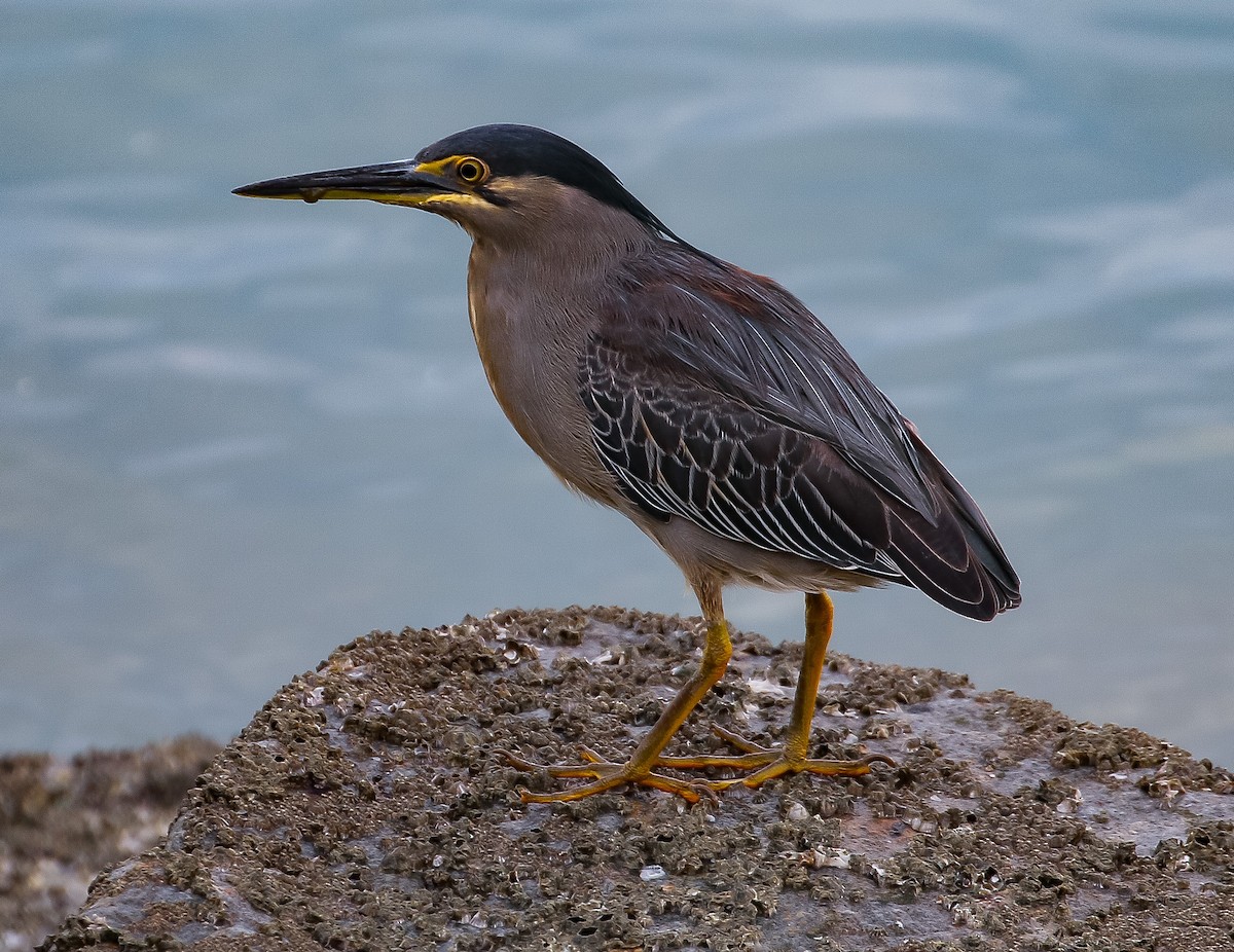 Striated Heron - ML611859588