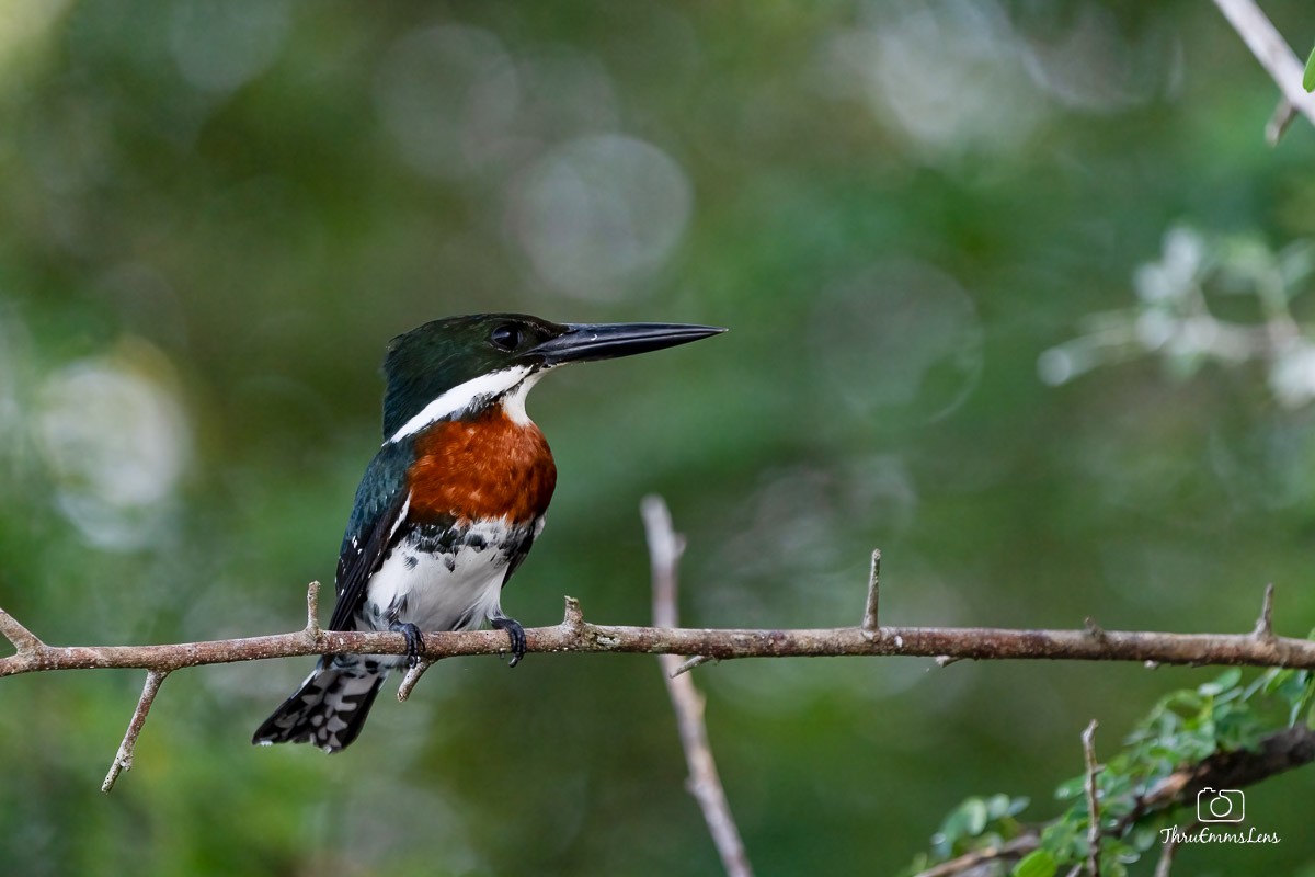 Green Kingfisher - ML611859824