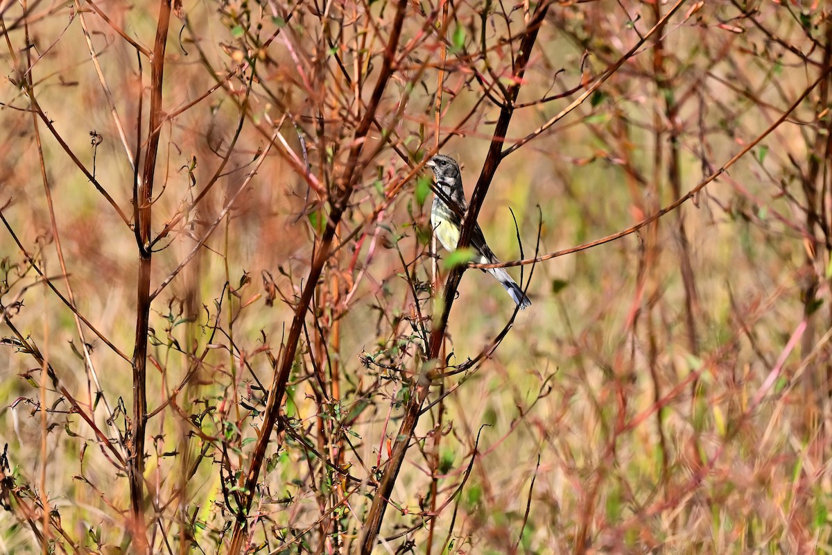 Black-faced Bunting - ML611859843