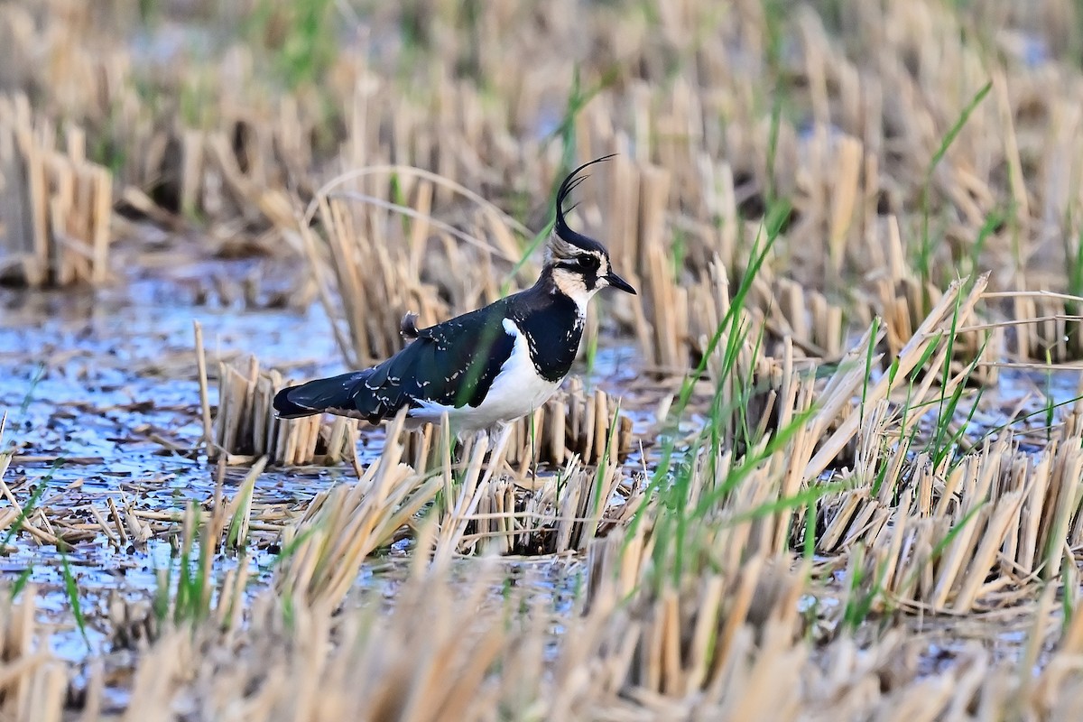 Northern Lapwing - ML611859847