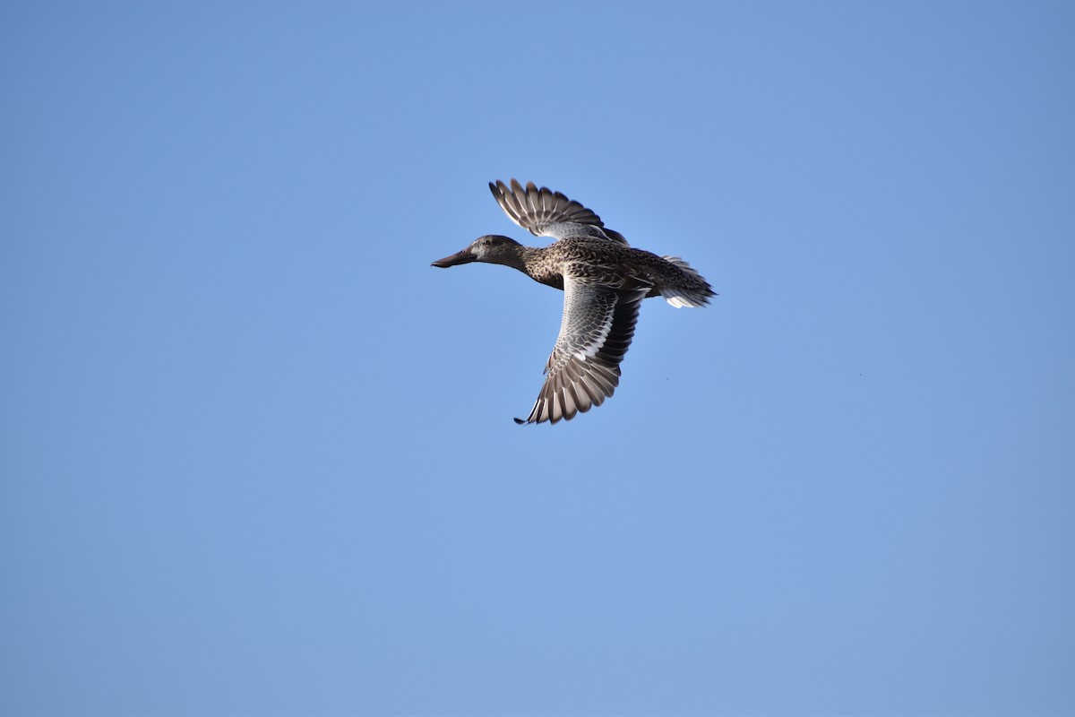 Northern Shoveler - ML611859854