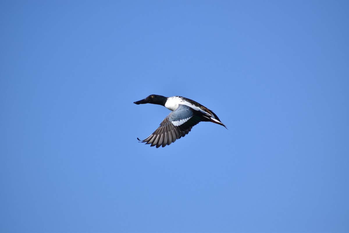 Northern Shoveler - ML611859865