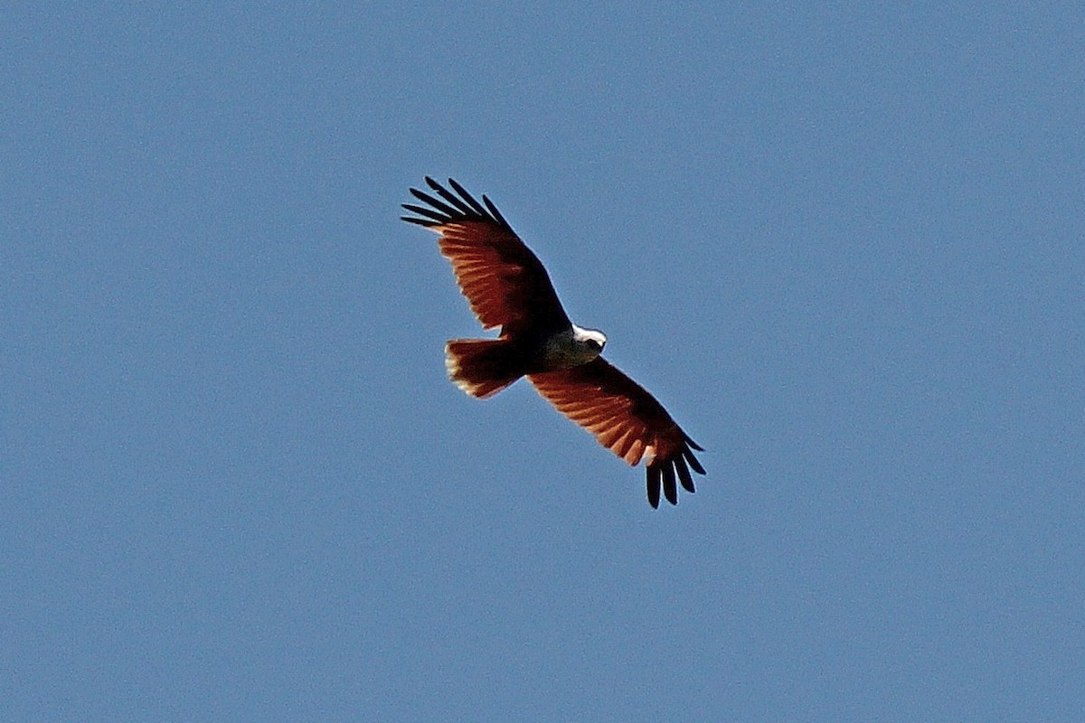 Brahminy Kite - ML611859888