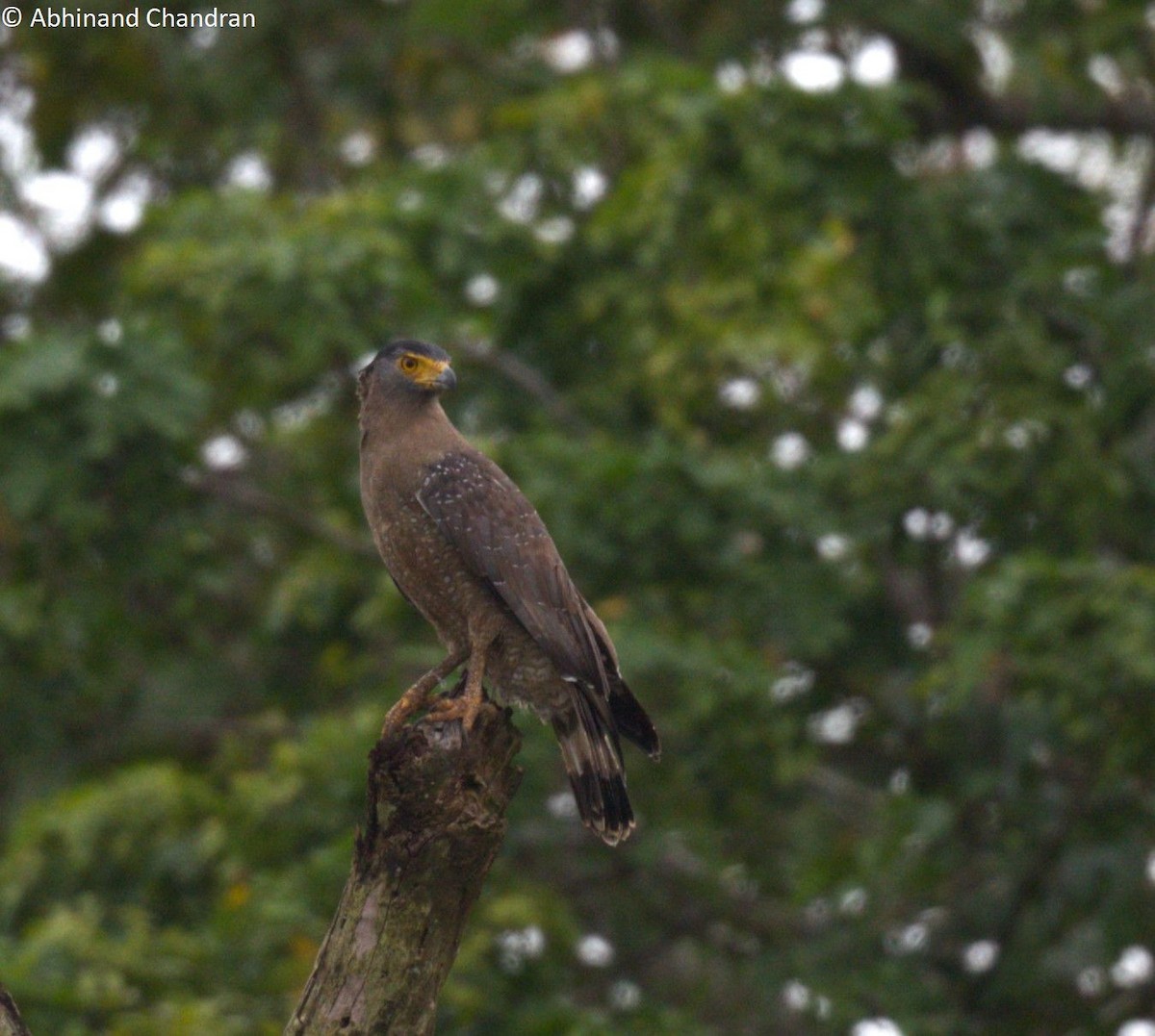 Crested Serpent-Eagle (Andaman) - Abhinand C