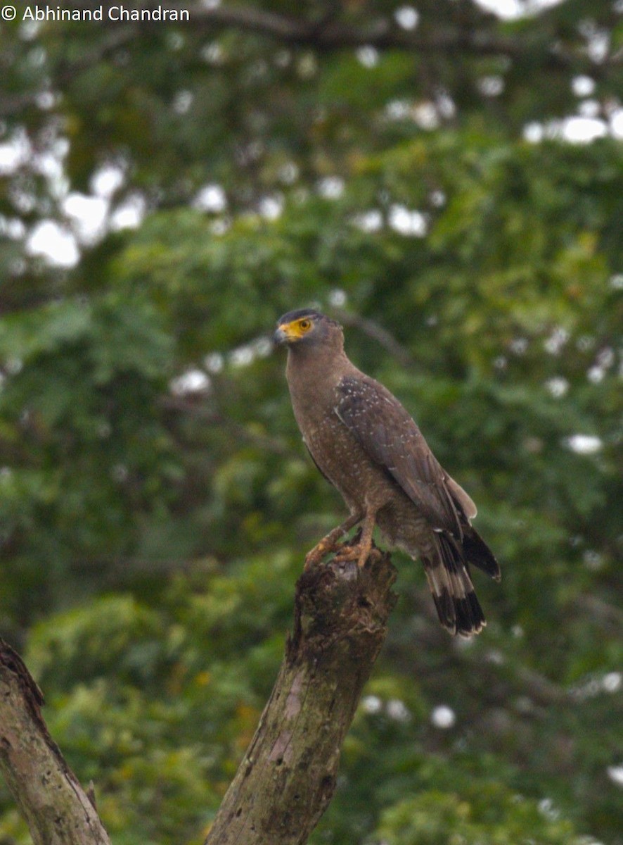 Haubenschlangenadler (davisoni) - ML611859907