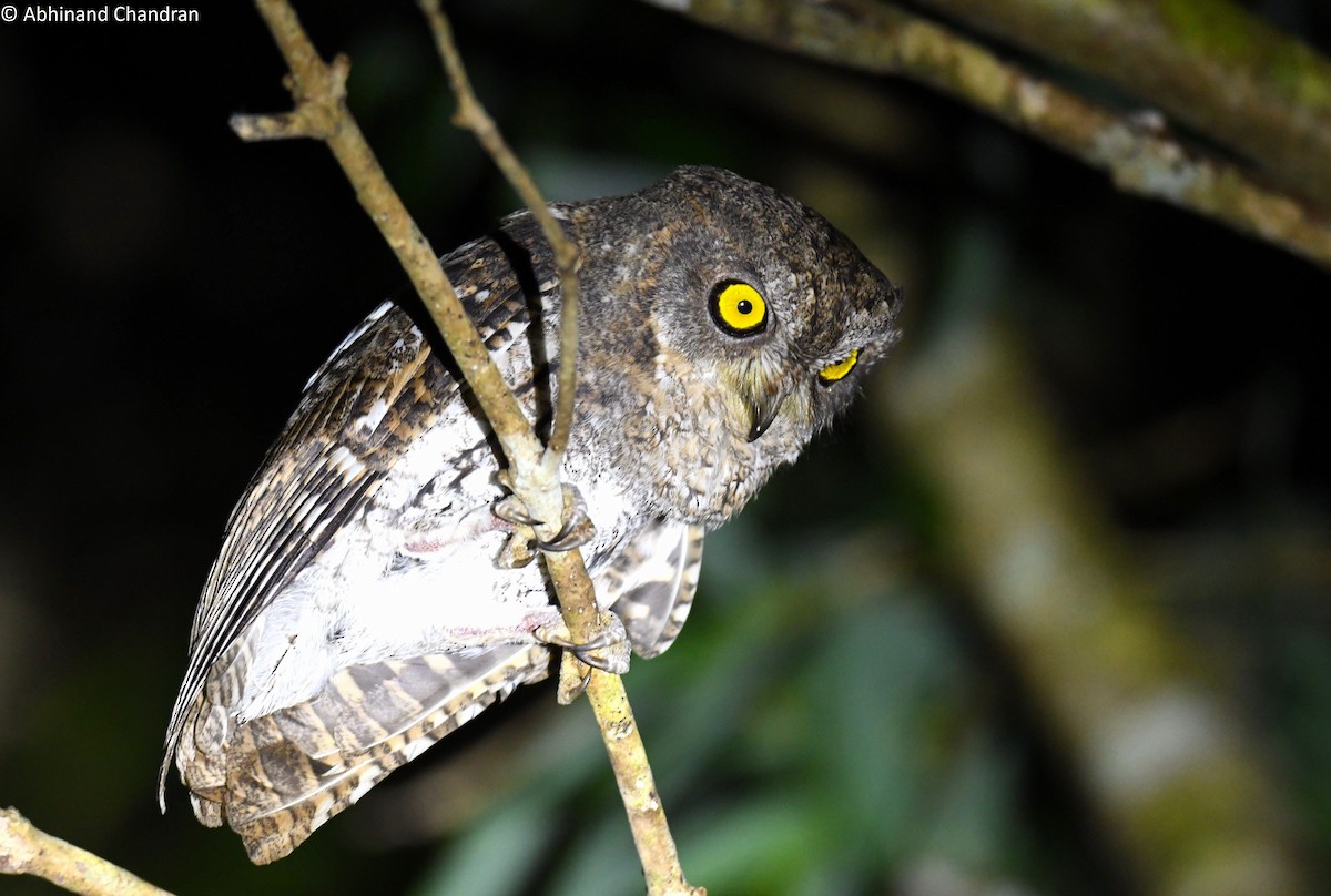 Oriental Scops-Owl (Walden's) - Abhinand C