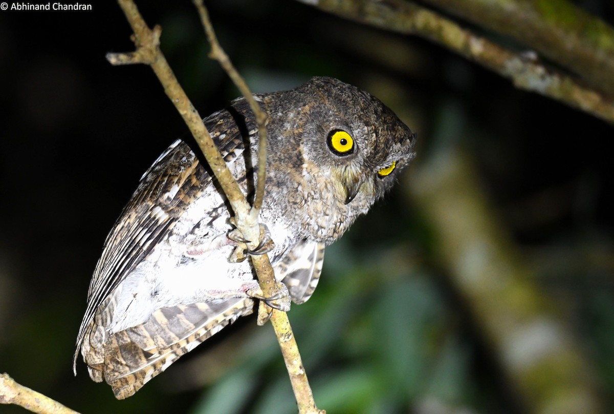 Oriental Scops-Owl (Walden's) - ML611859975