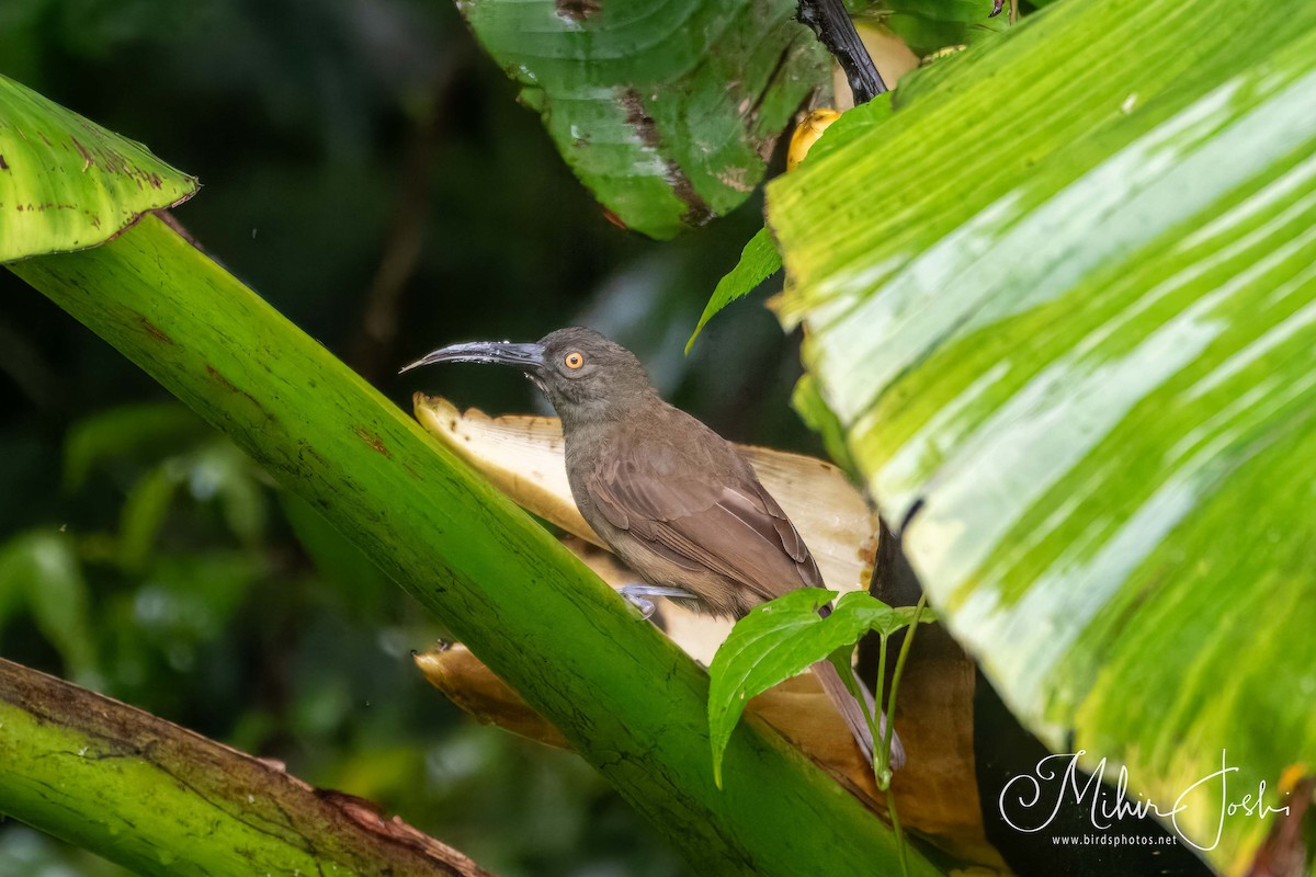 Long-billed Honeyeater - ML611860028