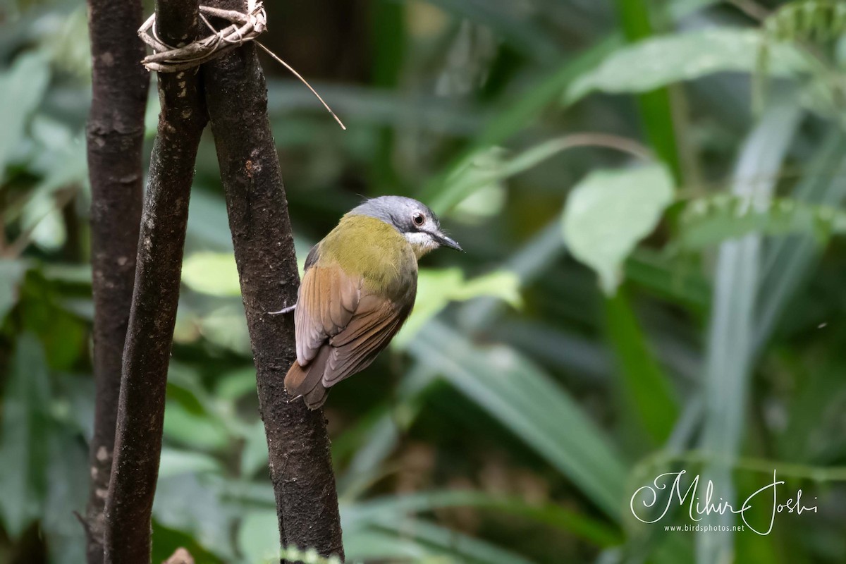 Green-backed Robin - ML611860036