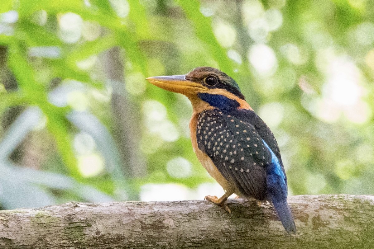 Rufous-collared Kingfisher - ML611860053