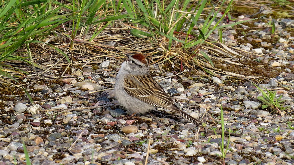 Chipping Sparrow - ML611860134