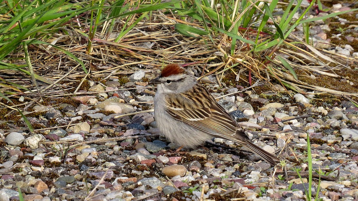 Chipping Sparrow - ML611860143