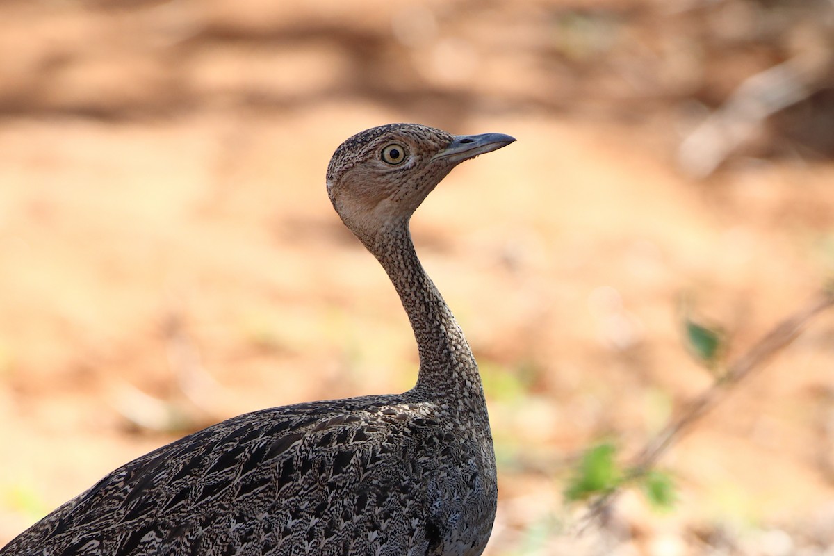 Buff-crested Bustard - ML611860201