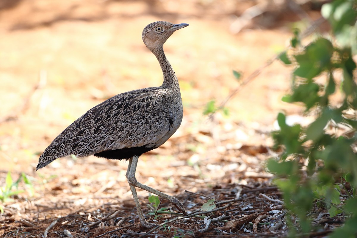 Buff-crested Bustard - ML611860202