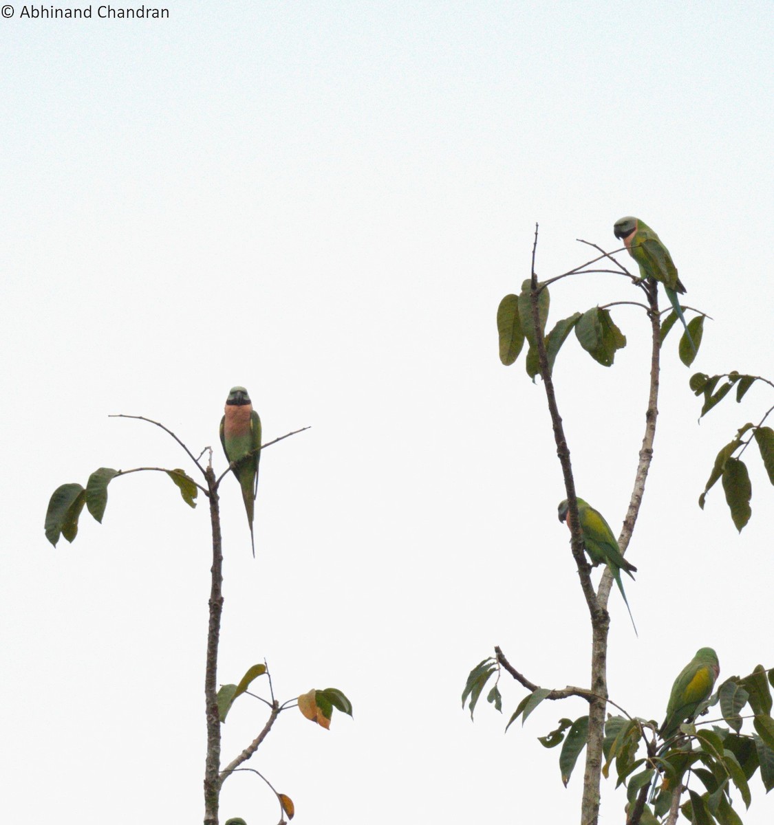 Red-breasted Parakeet - Abhinand C