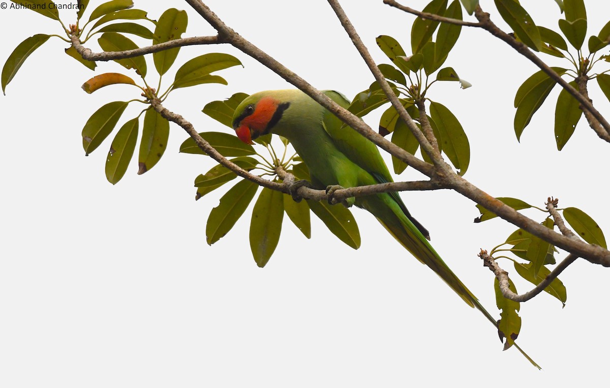 Long-tailed Parakeet - Abhinand C