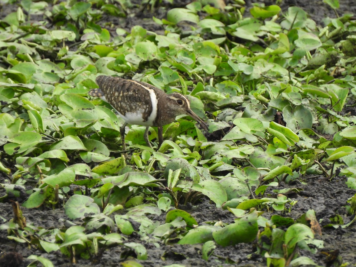 Australian Painted-Snipe - ML611860369