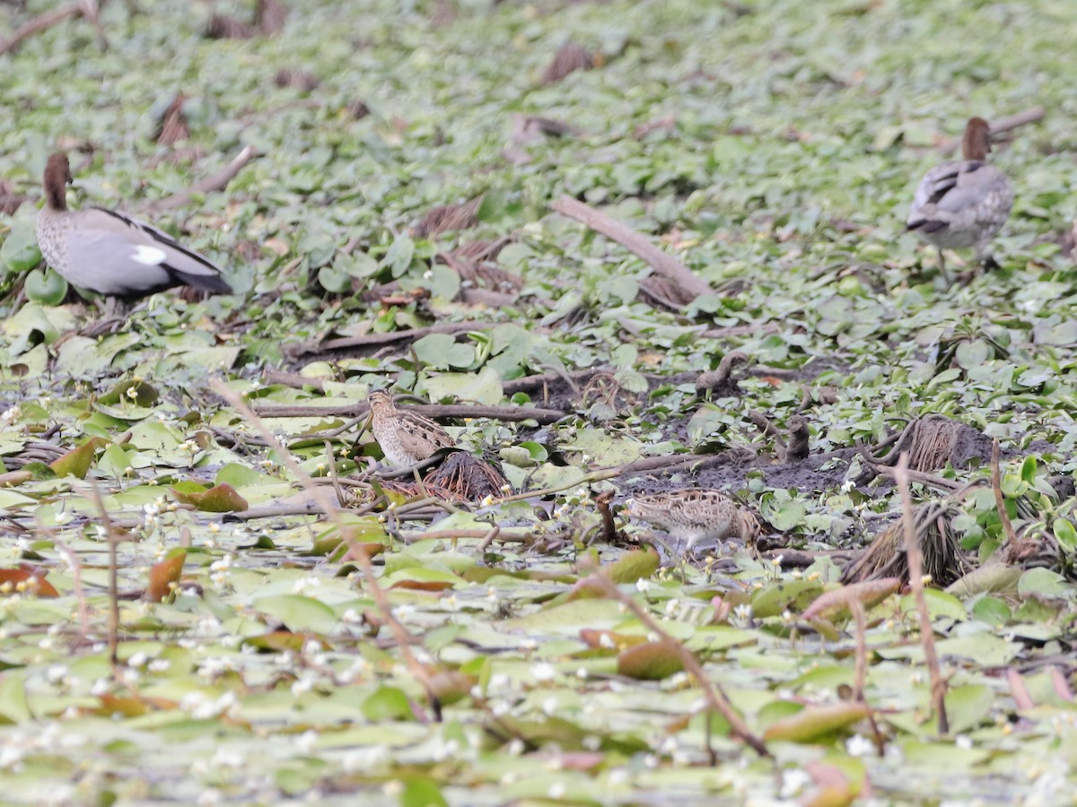 Latham's Snipe - Rolo Rodsey