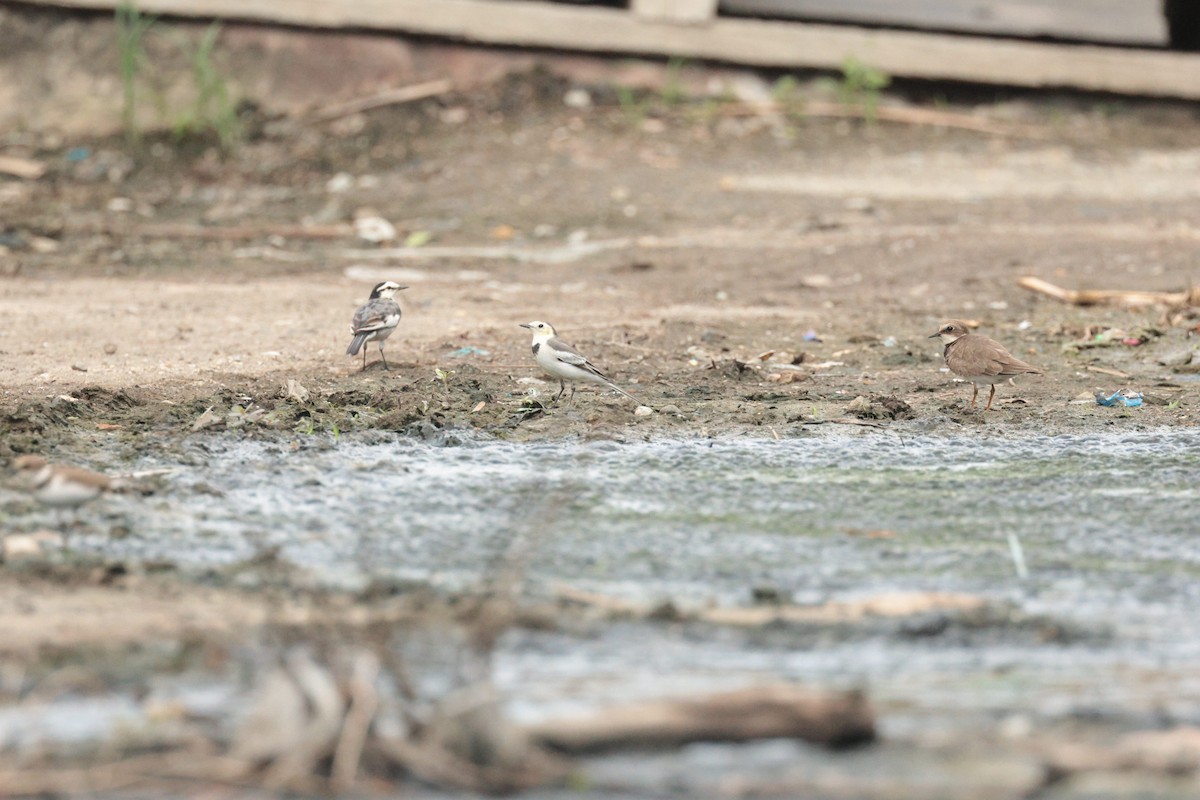 White Wagtail (Chinese) - ML611860549