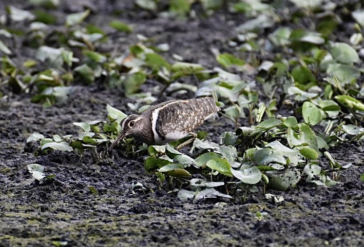 Australian Painted-Snipe - Dan Pagotto