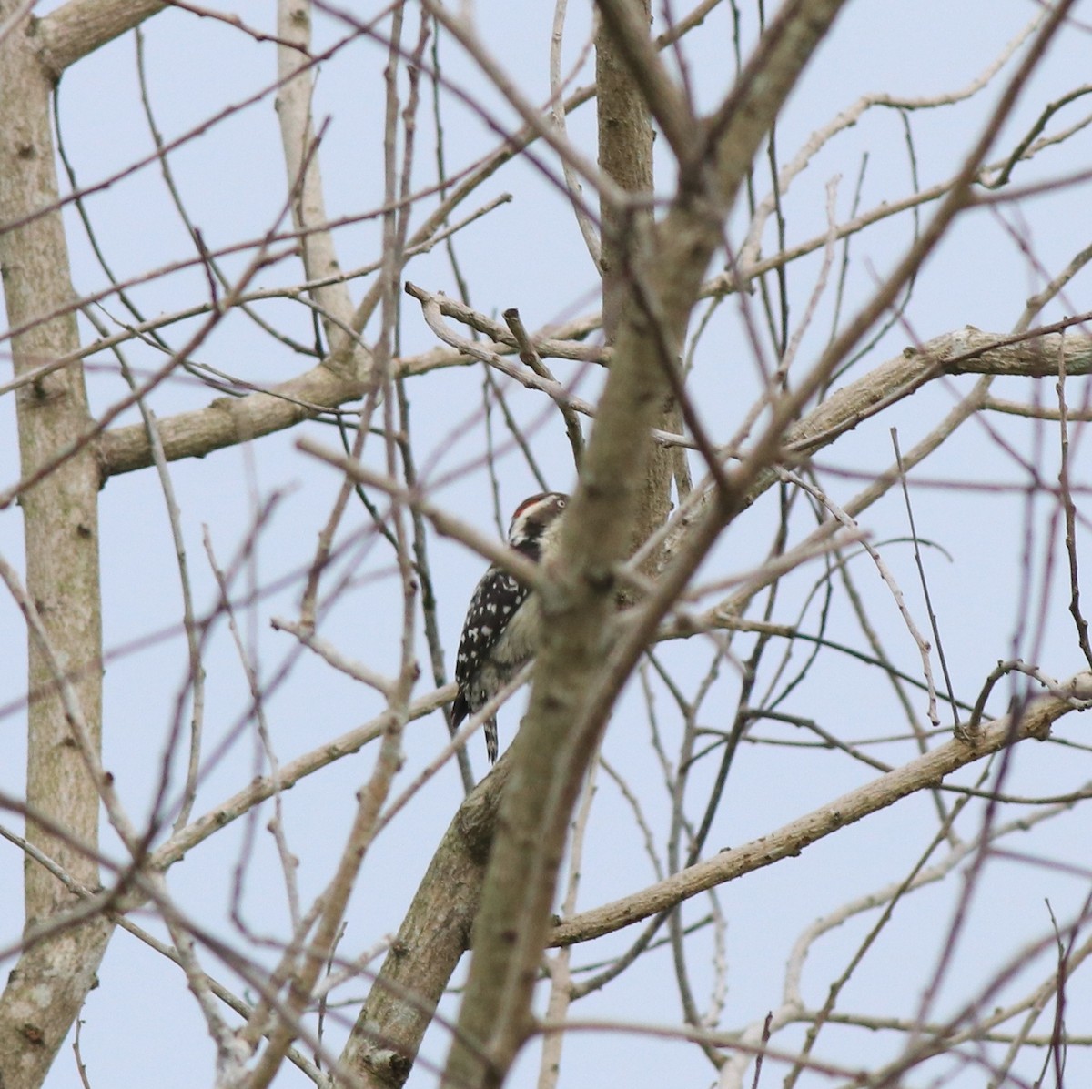 Brown-capped Pygmy Woodpecker - ML611860626