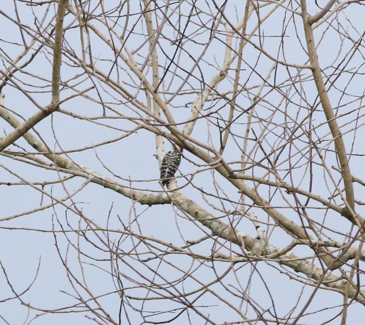 Brown-capped Pygmy Woodpecker - ML611860627