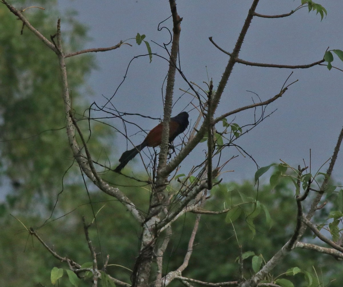 Greater Coucal - ML611860634