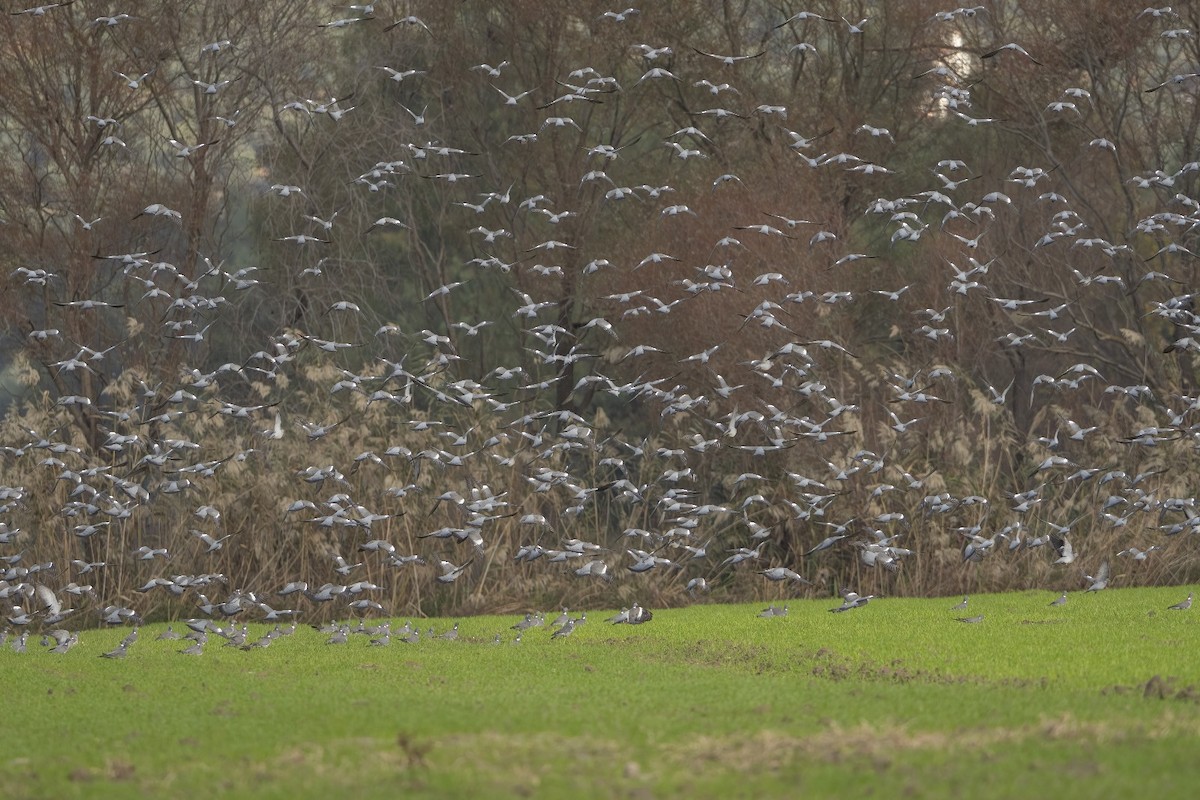 Common Wood-Pigeon - SERDAR ŞATIRLAR