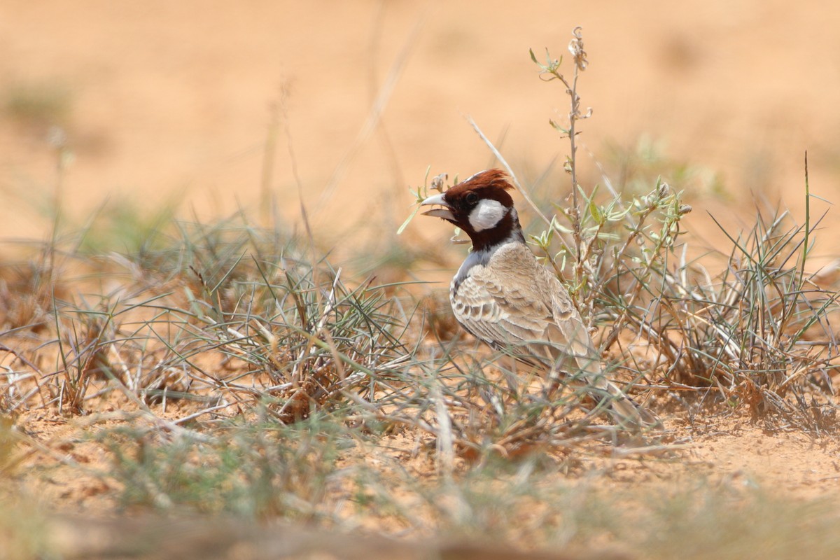 Chestnut-headed Sparrow-Lark - Ohad Sherer