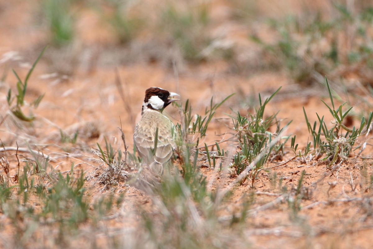 Chestnut-headed Sparrow-Lark - Ohad Sherer