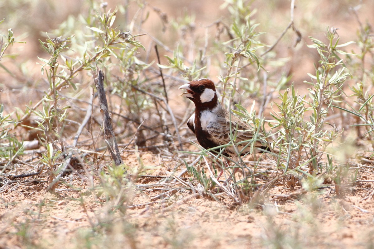 Chestnut-headed Sparrow-Lark - Ohad Sherer