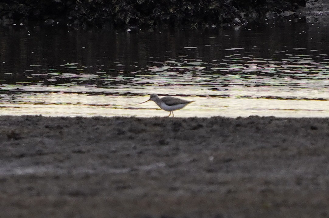 Terek Sandpiper - Richard Maarschall