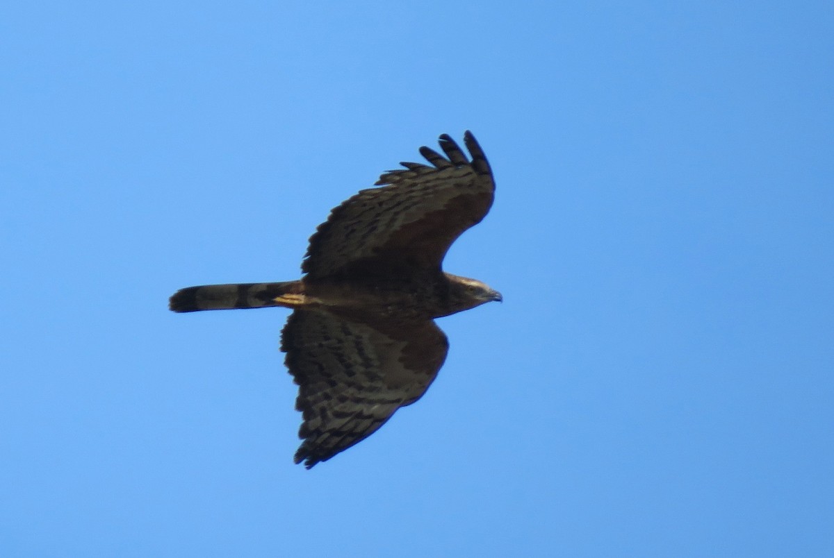 Oriental Honey-buzzard - Bram Piot