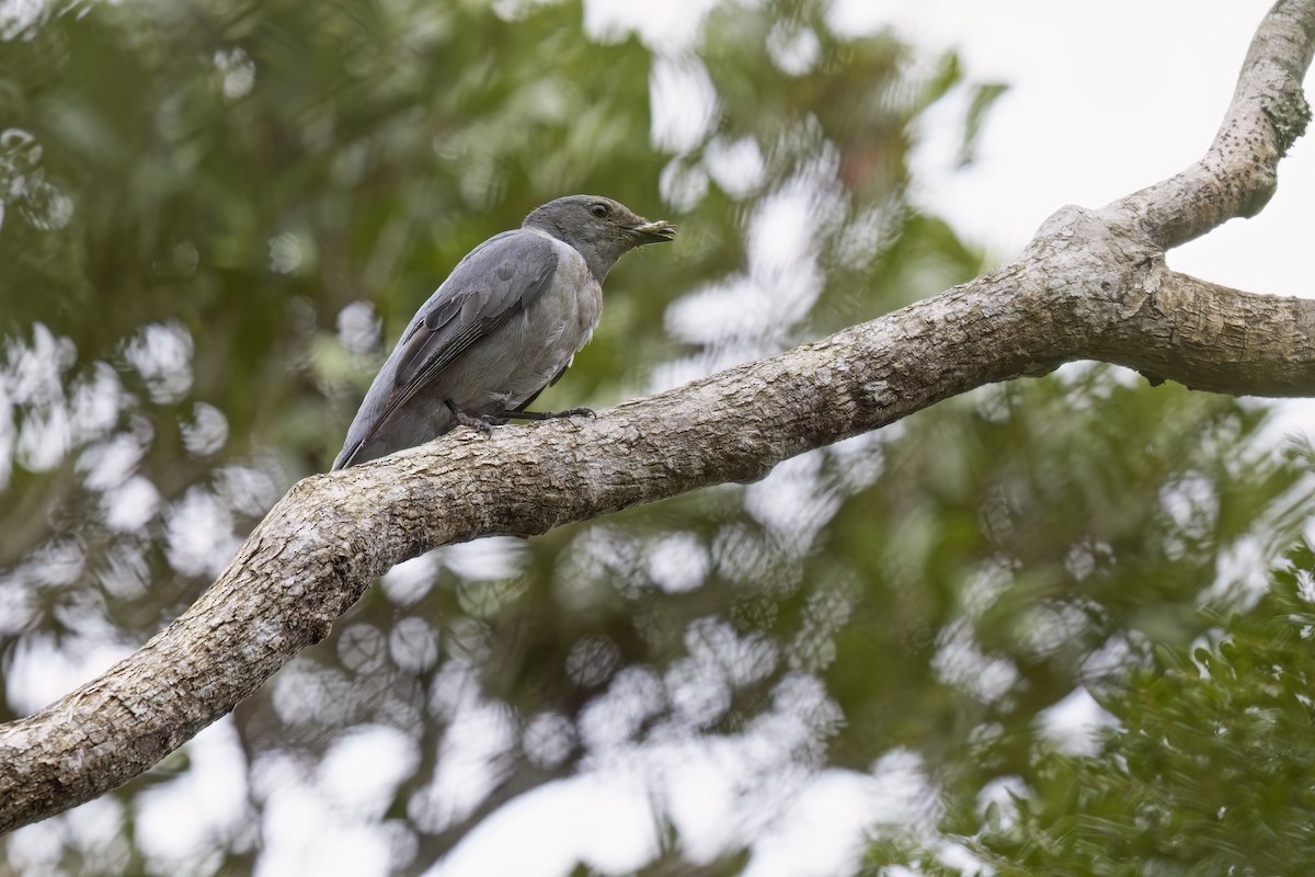 Madagascar Cuckooshrike - Marco Valentini