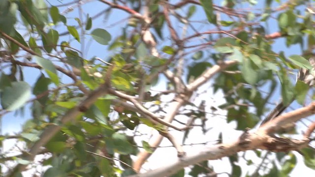 Red Wattlebird - ML611861134