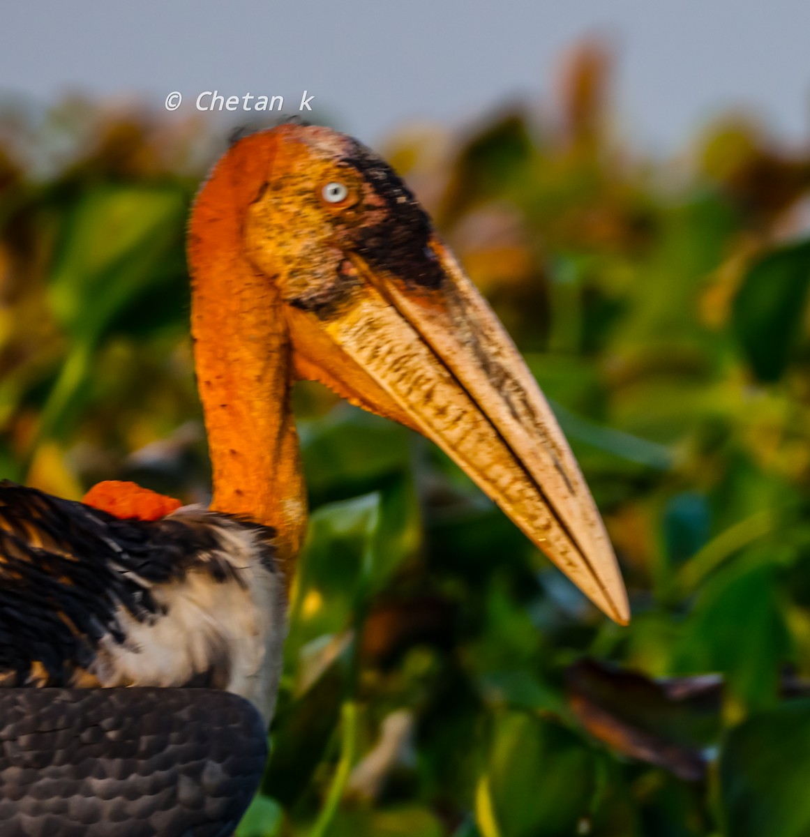 Greater Adjutant - ML611861215