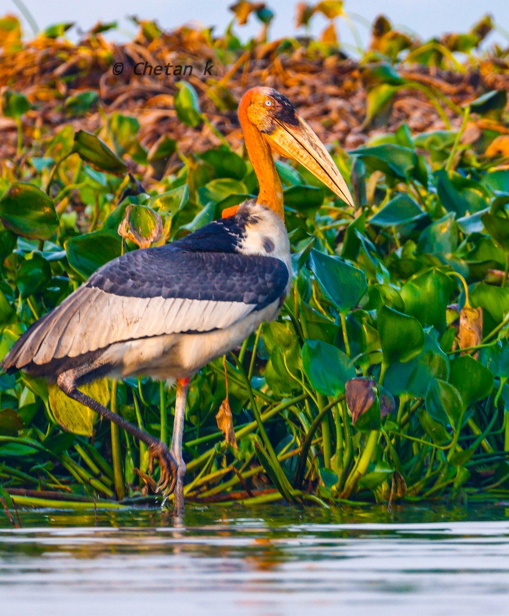 Greater Adjutant - ML611861218