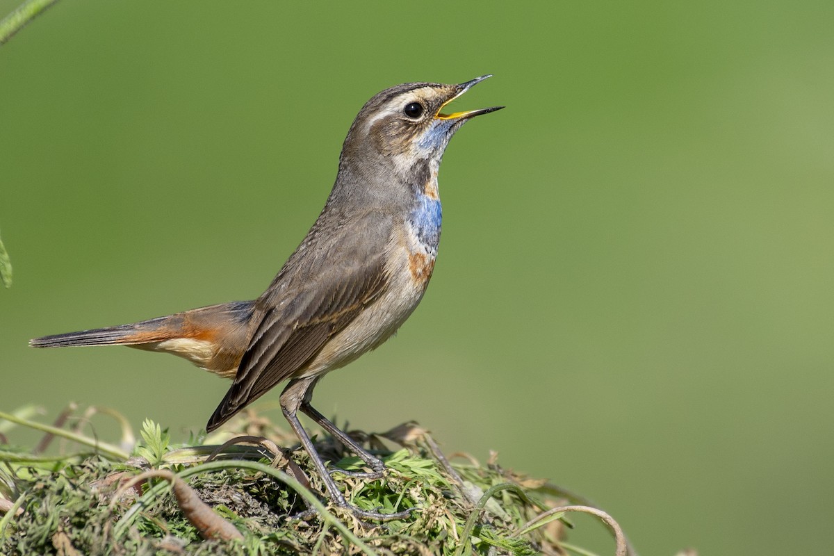 Bluethroat - ML611861231