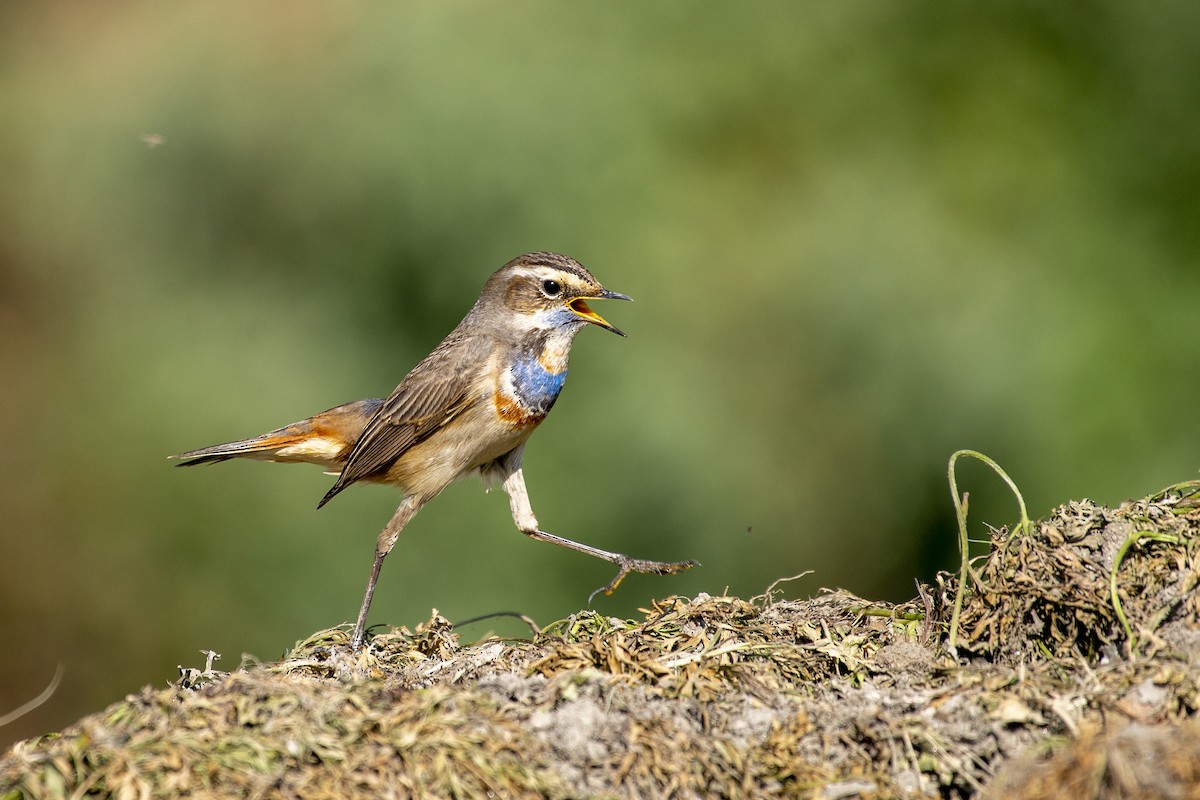 Bluethroat - ML611861232