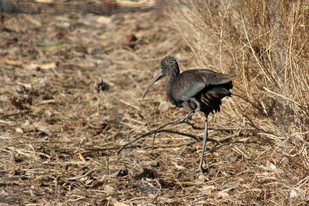 Glossy Ibis - ML611861242