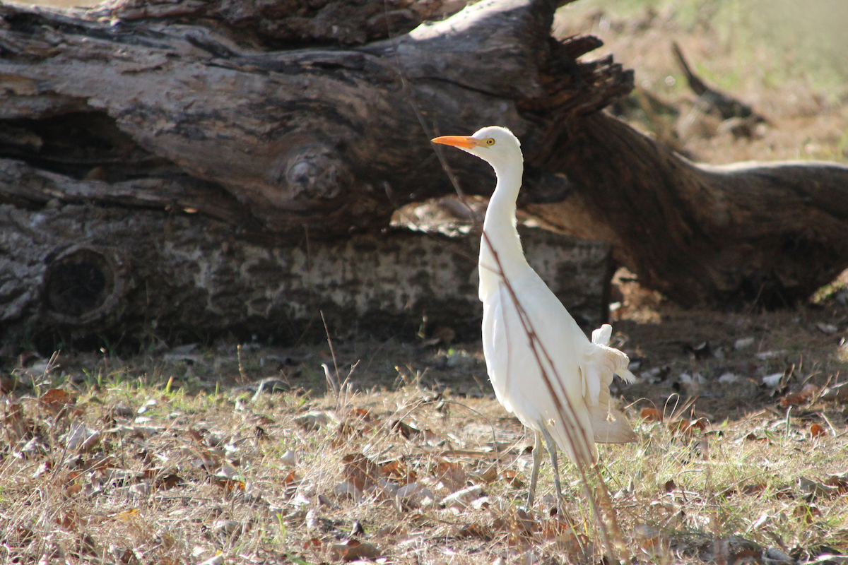 Western Cattle-Egret - ML611861244