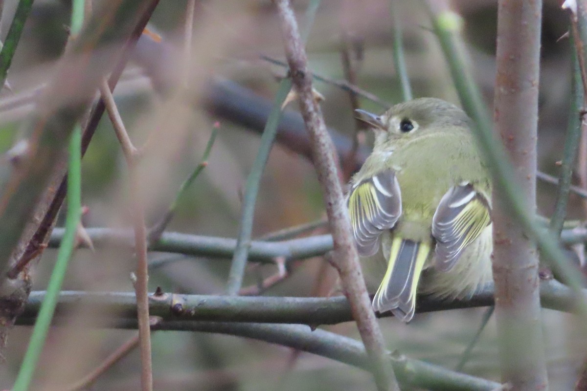 Erregetxo mottogorria - ML611861293